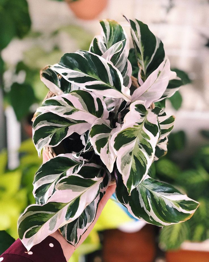 calatheas