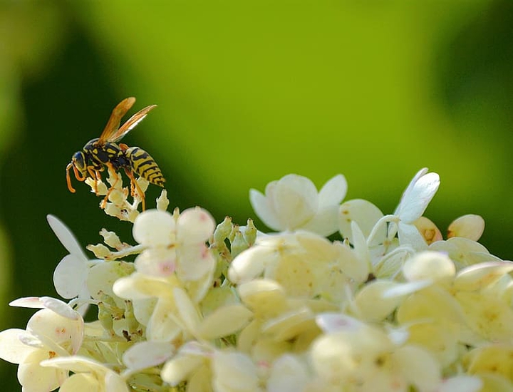 Waspish