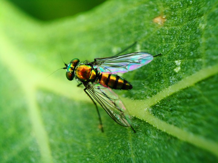 metalic fly