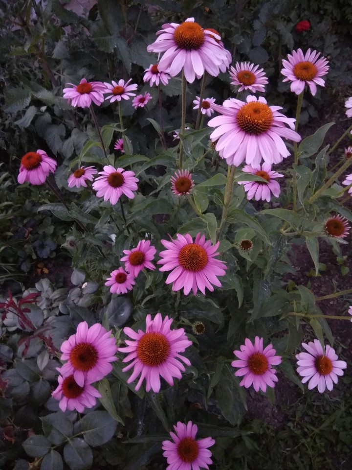 flori