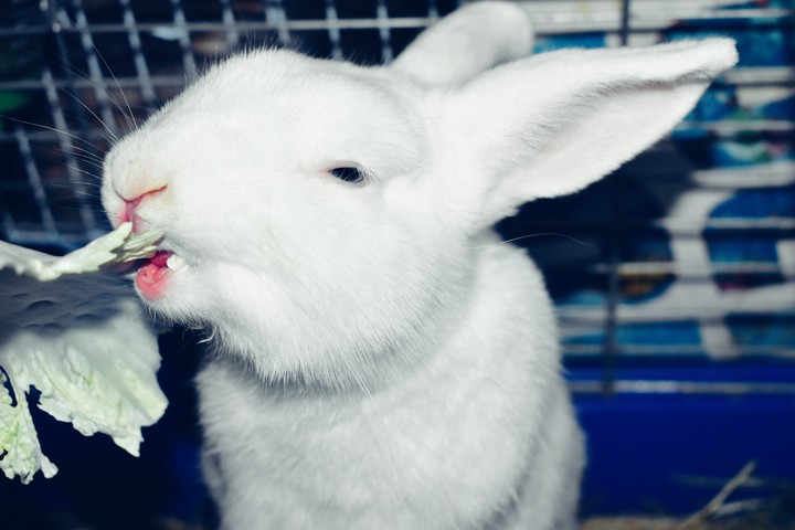 rabbit