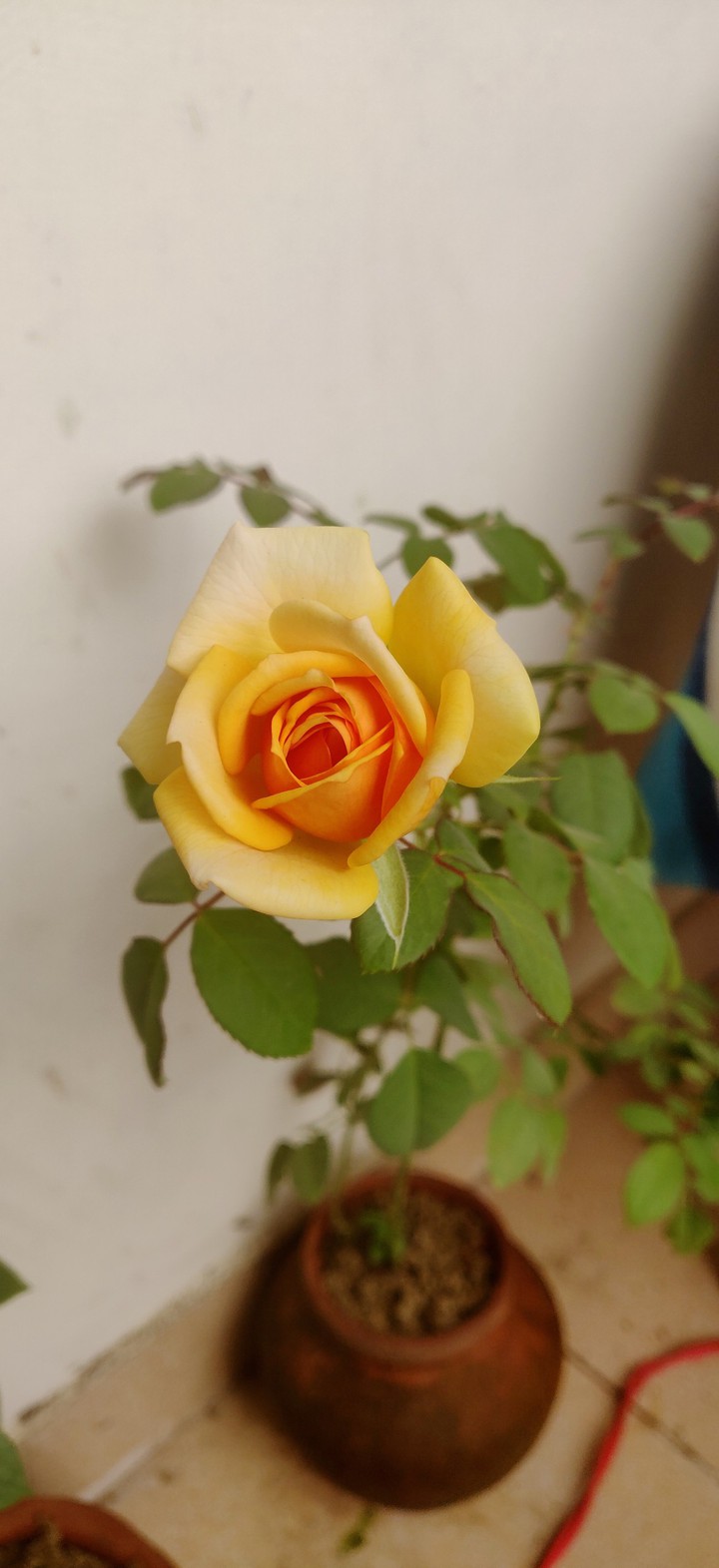 rose