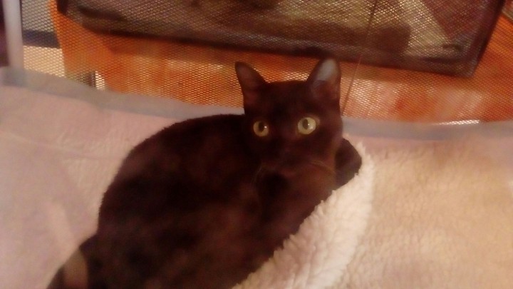 Чёрный котик