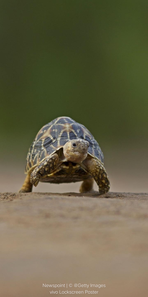 fondos de pantalla chelonoidis, tortoise