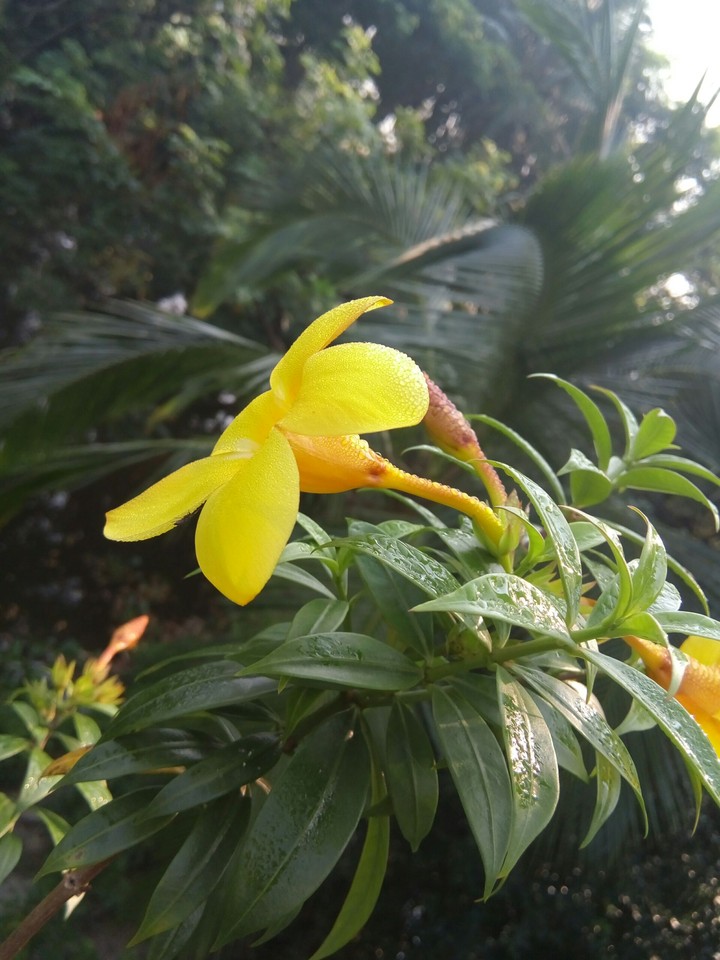 yellow flower and dew