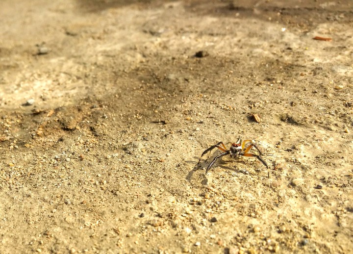 Spider