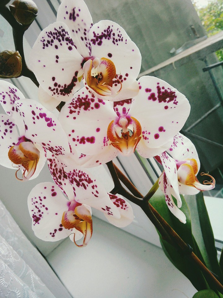 #орхідея #феланопсис #природа #квітка #рослини #люблю.