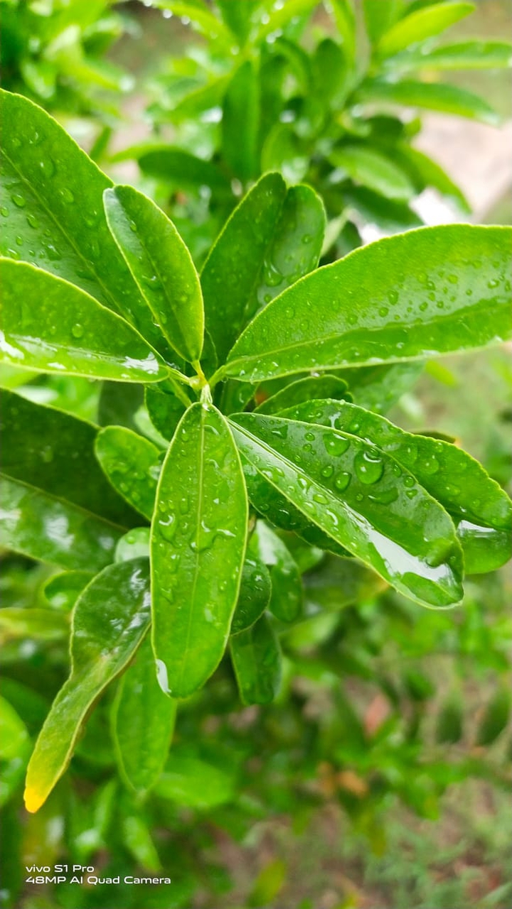 Lime Leaves