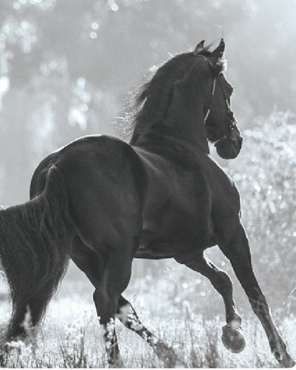 Black Beauty
