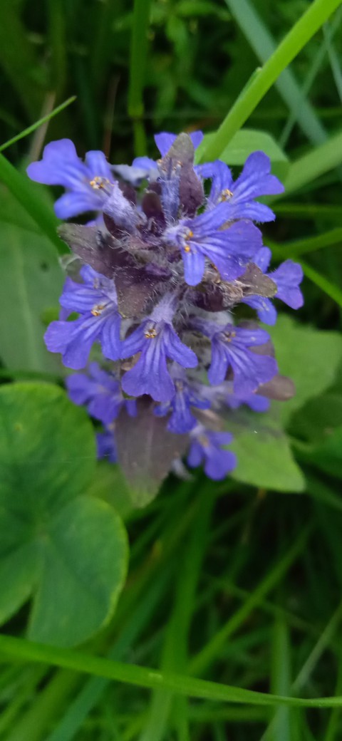nature