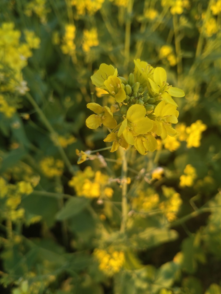 mustard flower