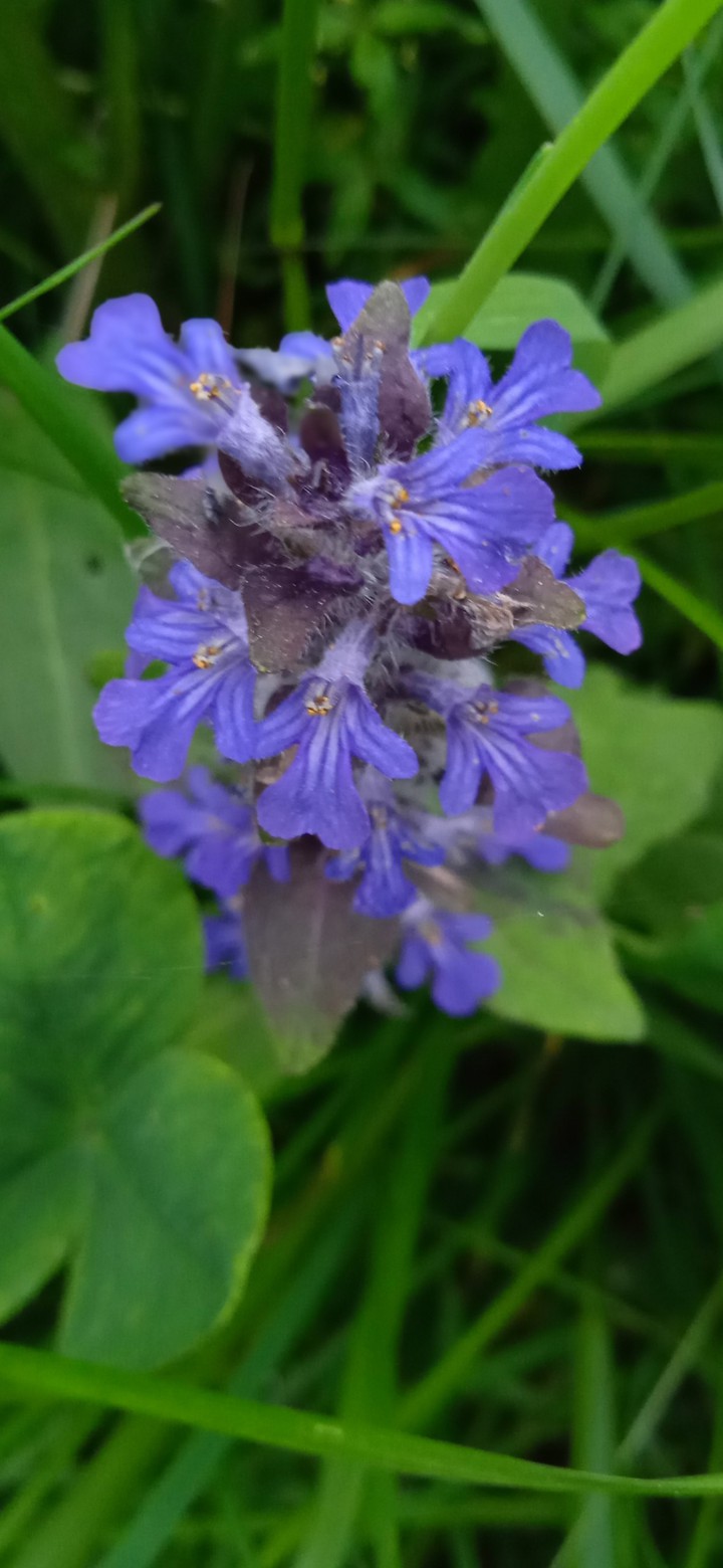 nature