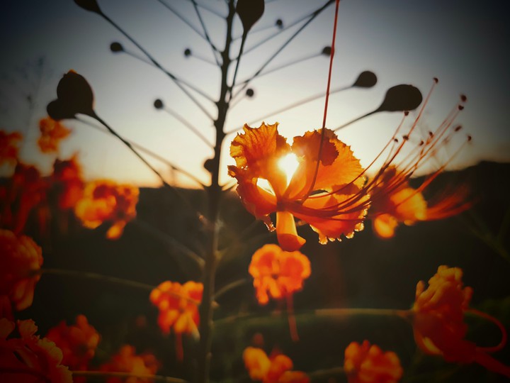 flores