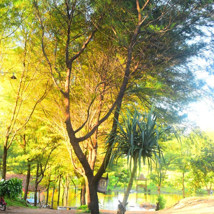 pine tree