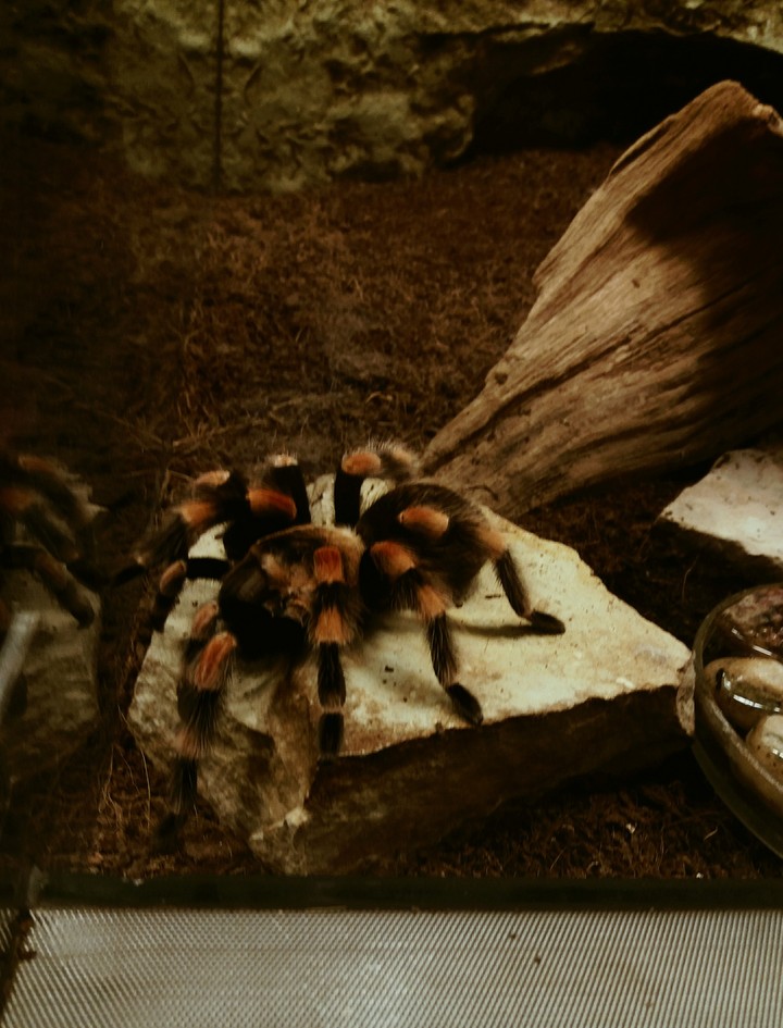 Tarantula