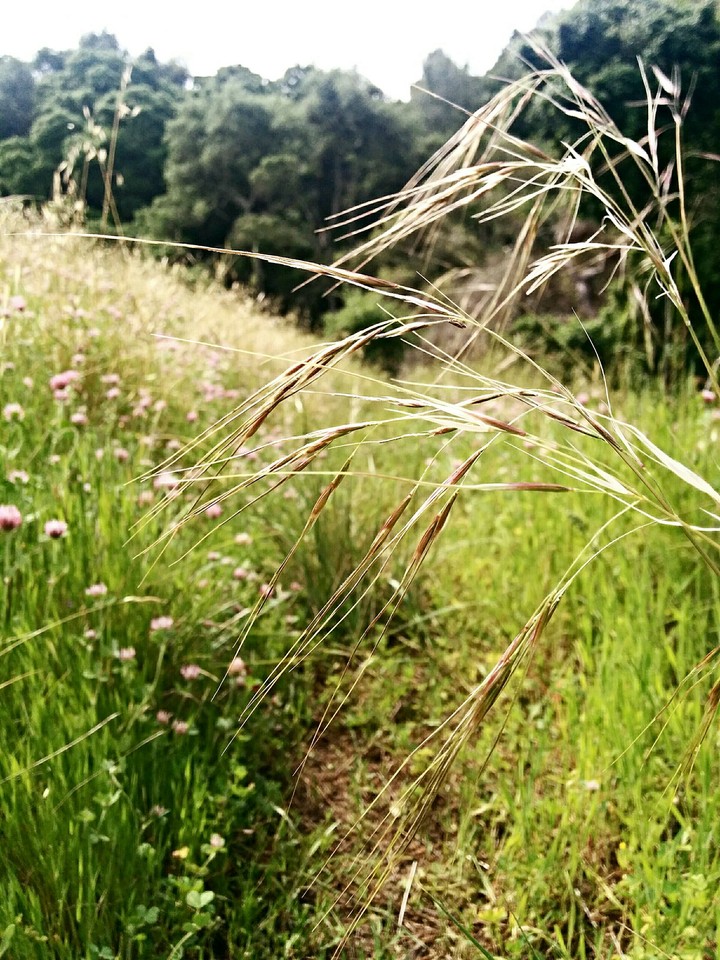 Serene Walk