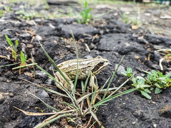 frog