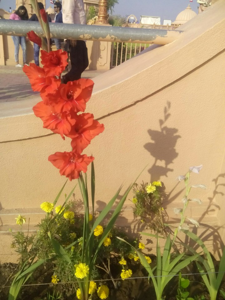 flower