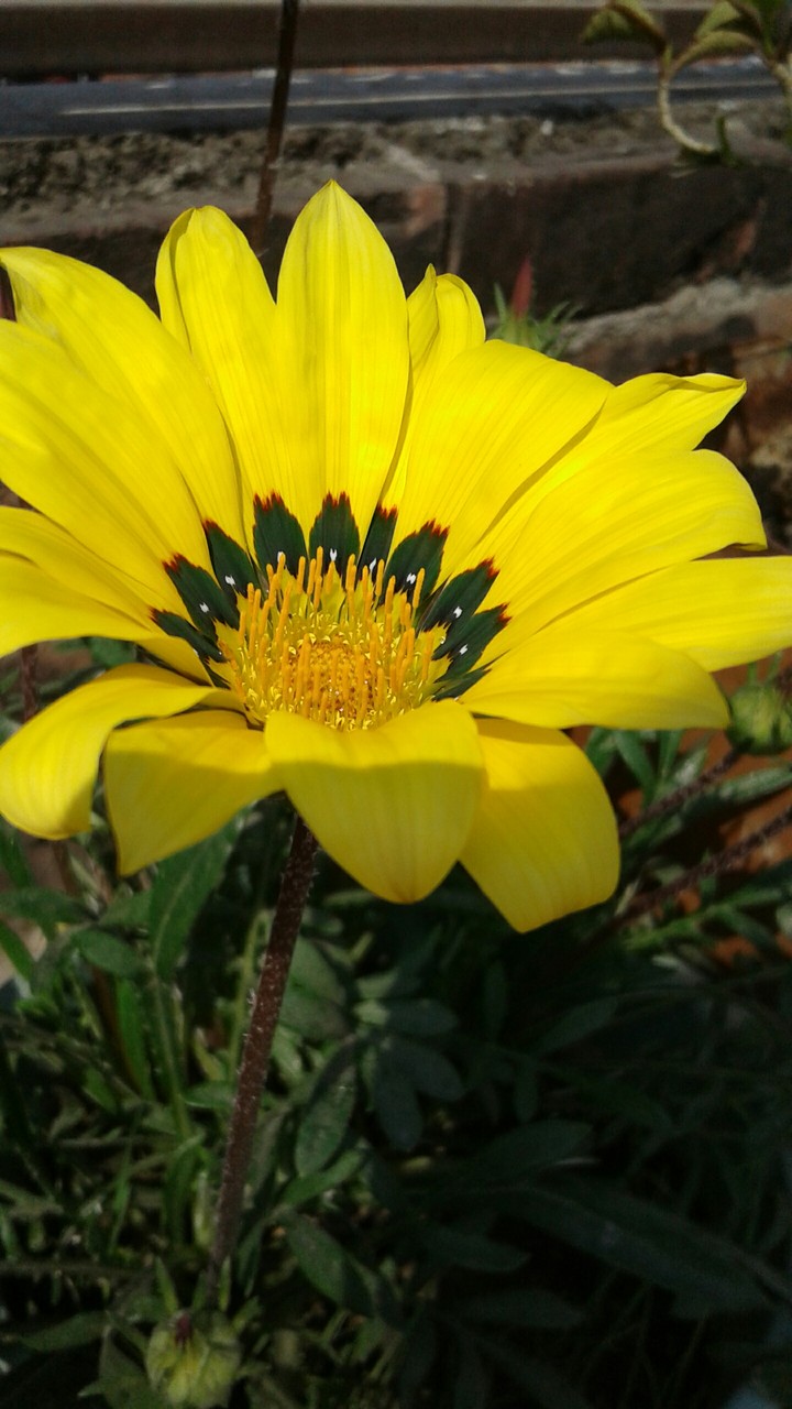 yellow flower