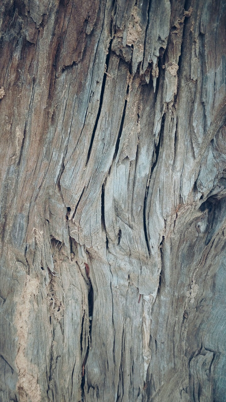 wood texture