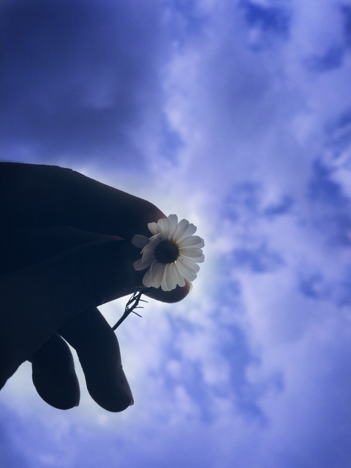 daisy