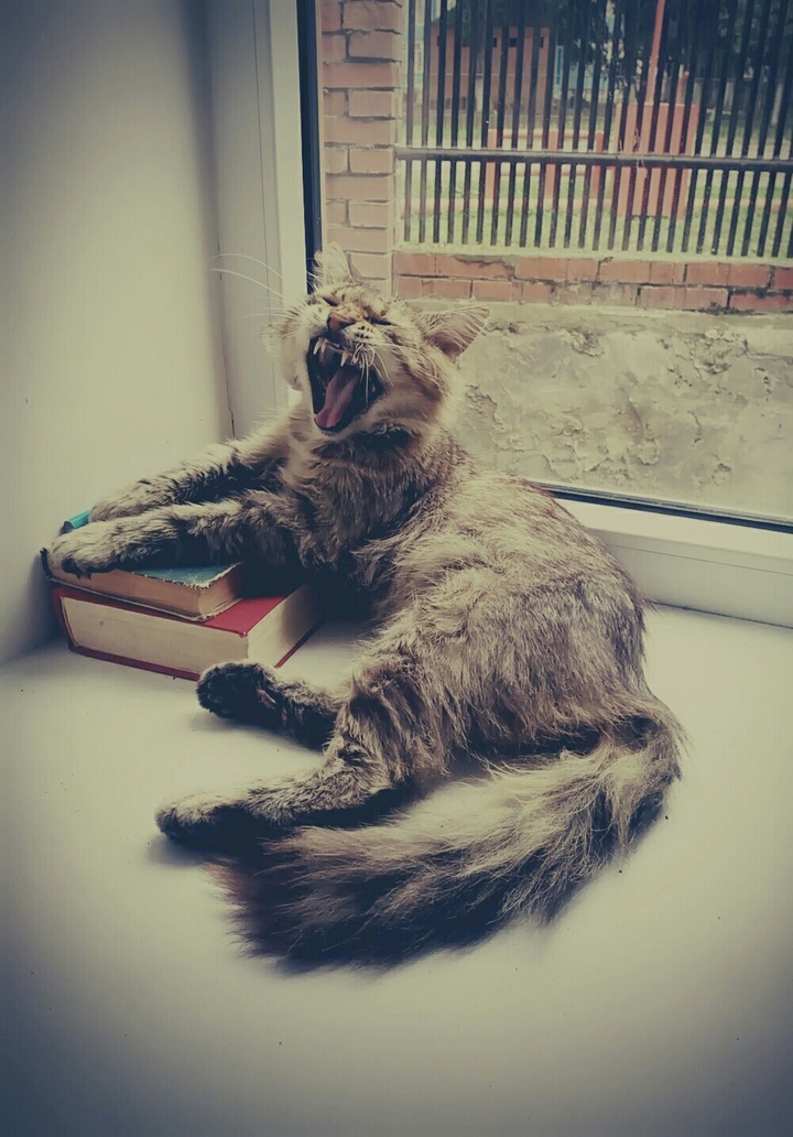 Good morning)