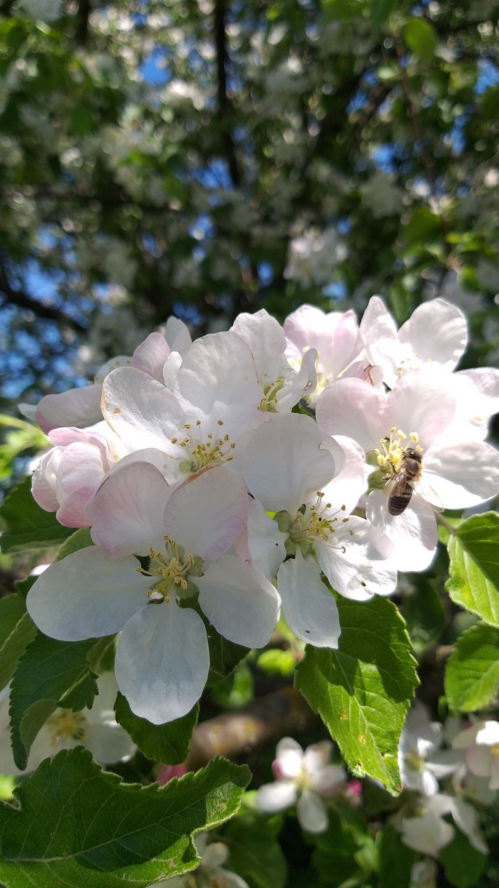apple tree blossoms