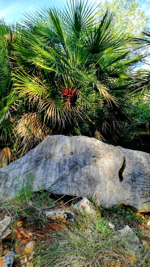 Palm tree
