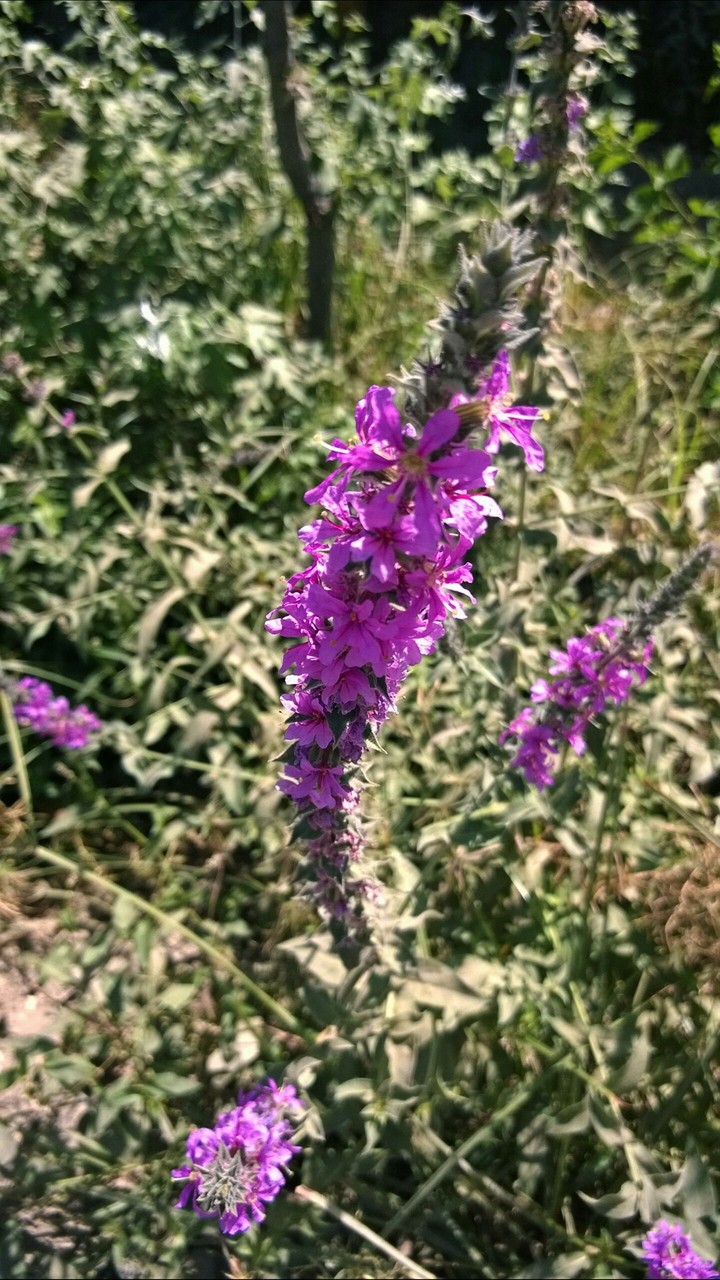 wild plant