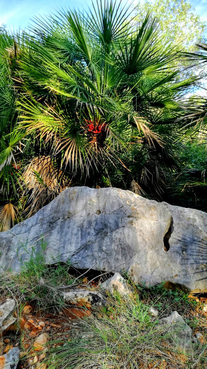 Palm tree