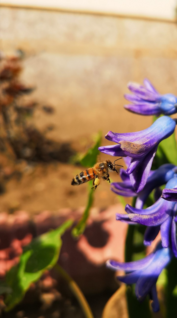 bee ?