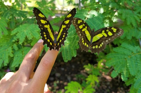 DÚO MARIPOSAS, SAN LORENZO, GRO