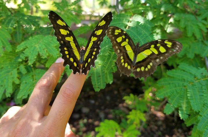 DÚO MARIPOSAS, SAN LORENZO, GRO