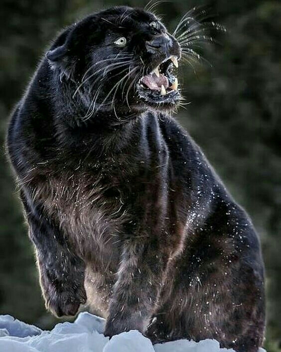 pishab