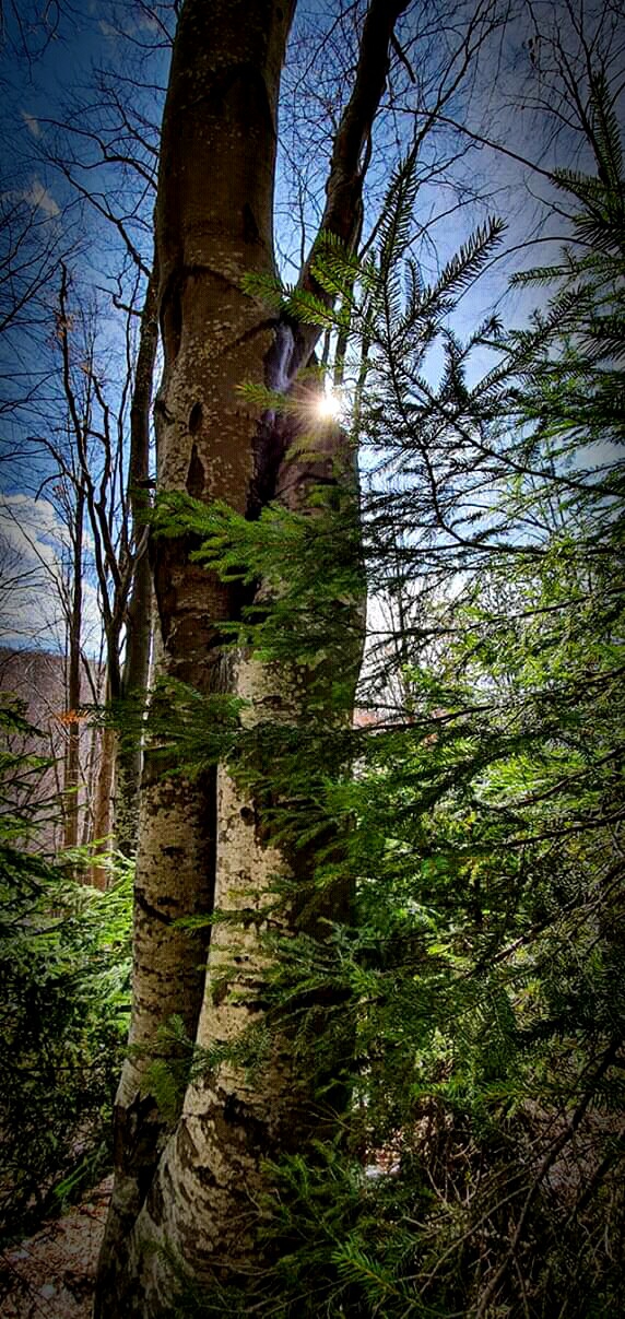 forest