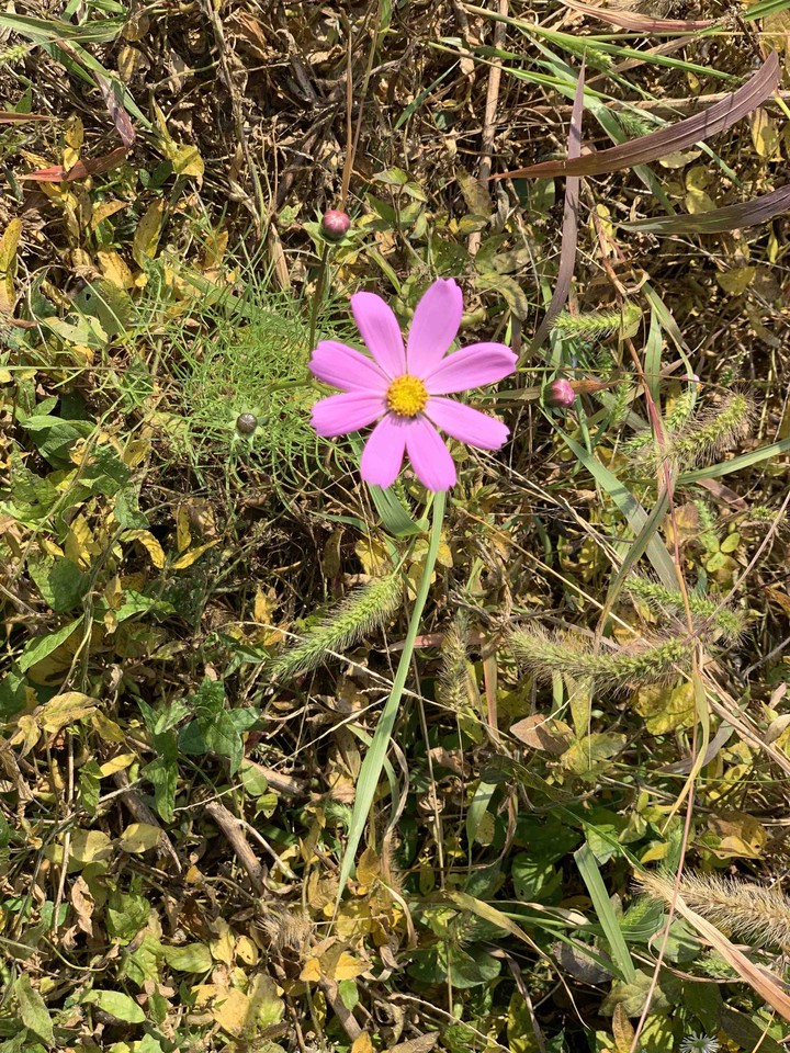 코스모스
