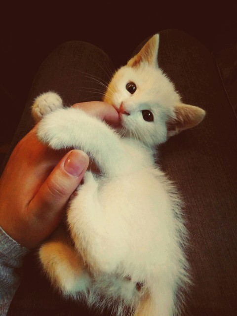 beautiful cat