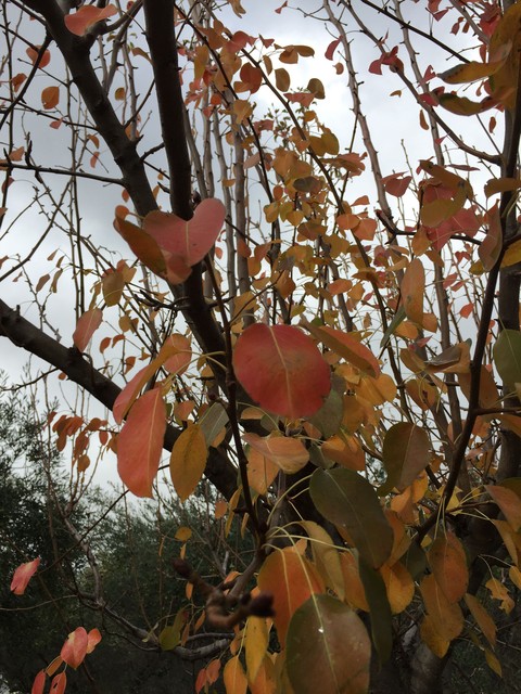 autumn