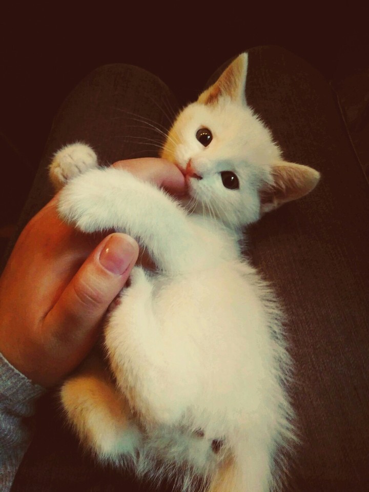 beautiful cat