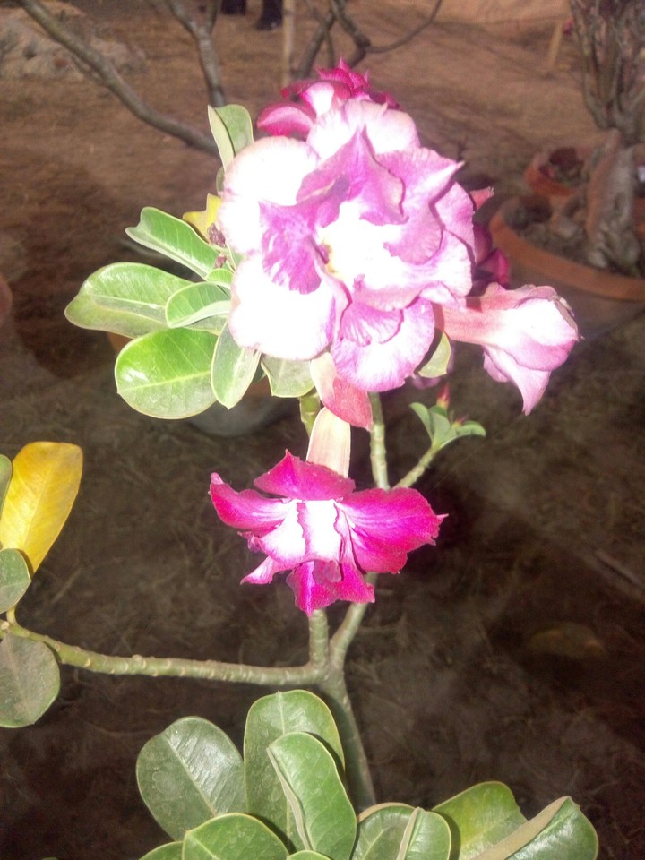 flowers