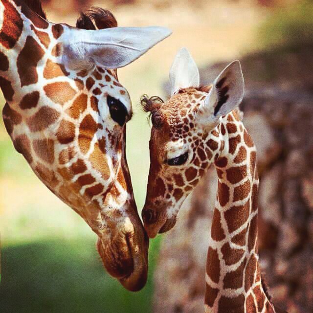 Animal love