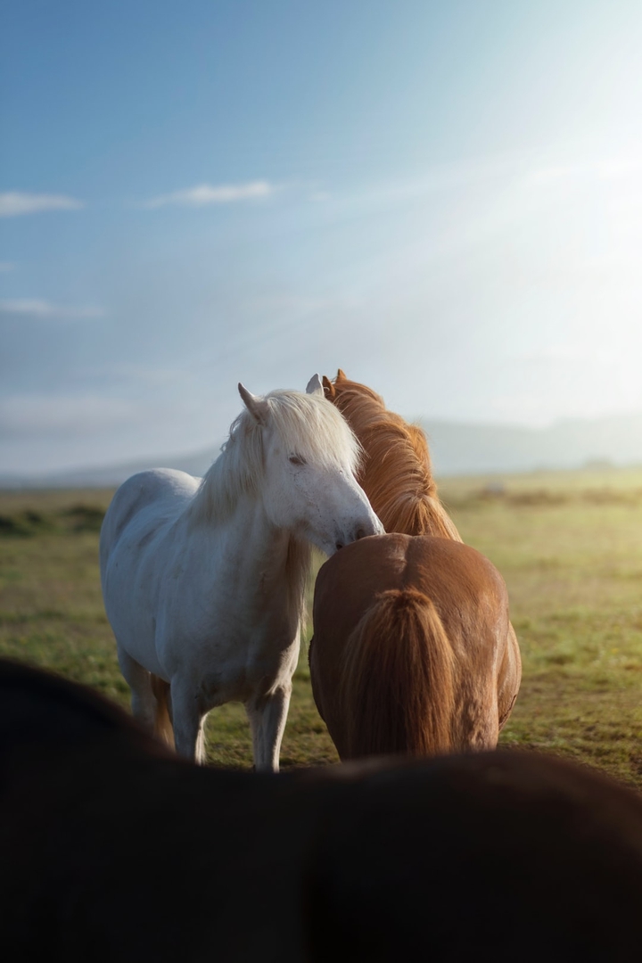 horses