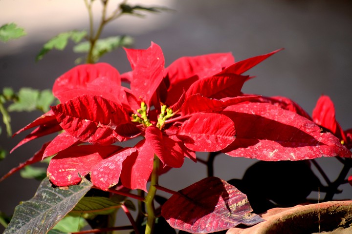 Red leaves