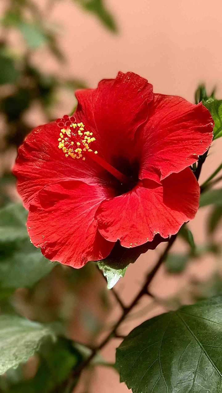 Red Hibiscus