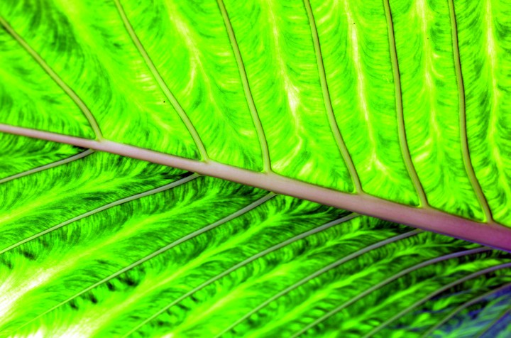 banana palm
