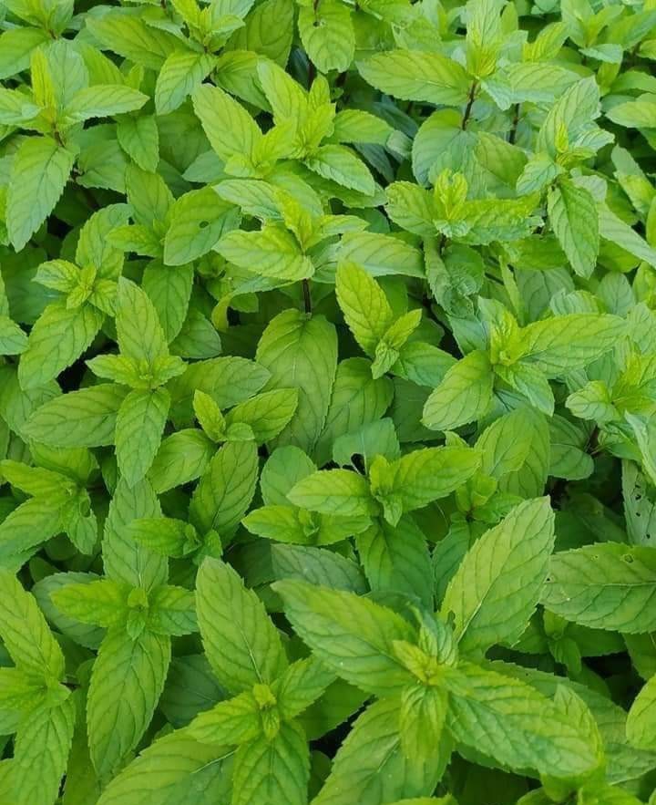 حقول النعناع
.. بني سويف مصر ❤