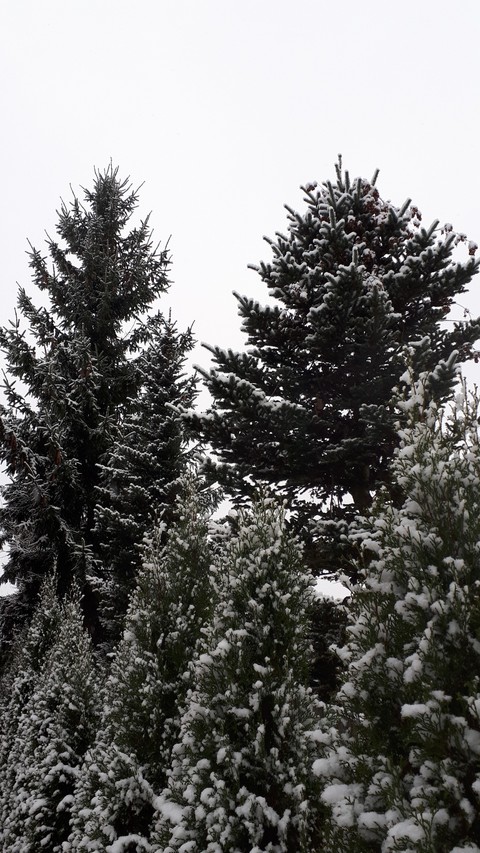 First snow. Latvia