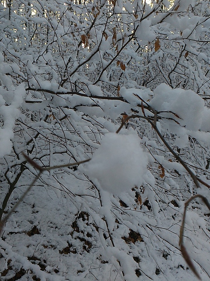snow in forrest
