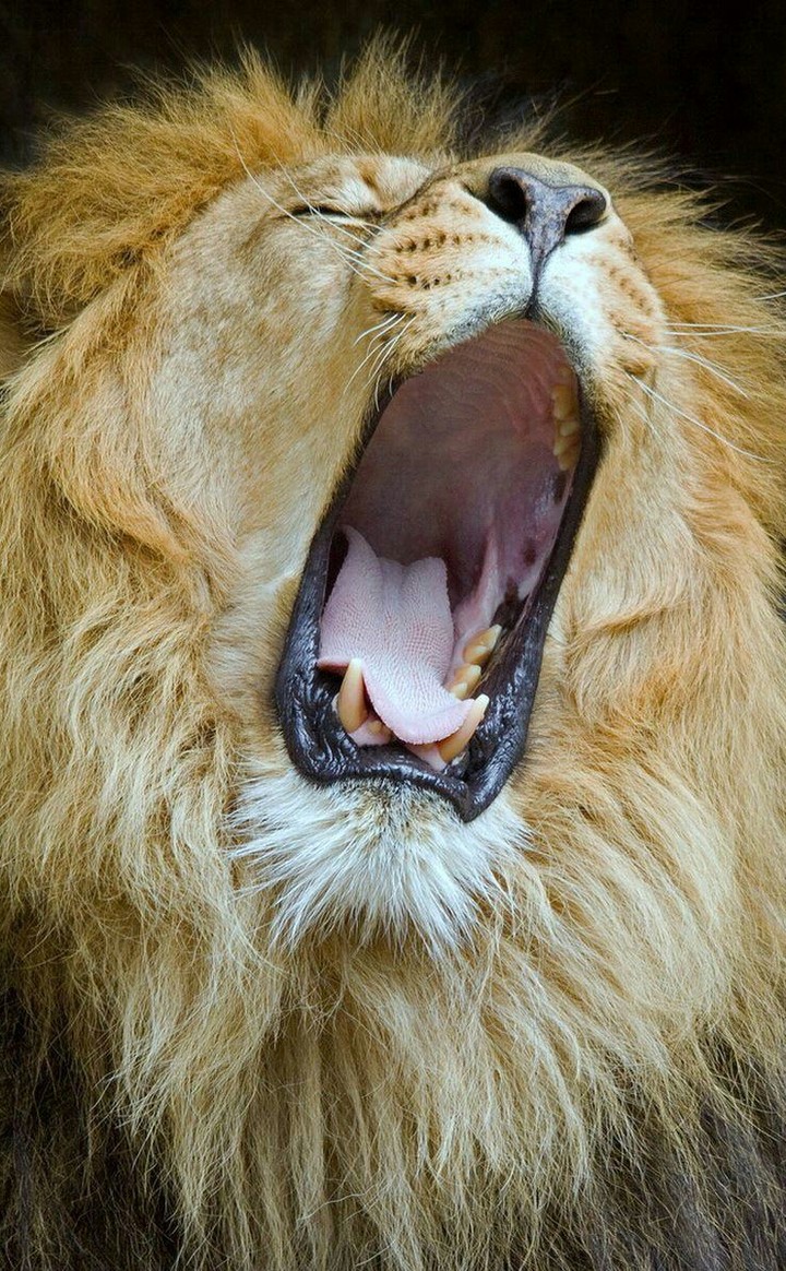 Löwe