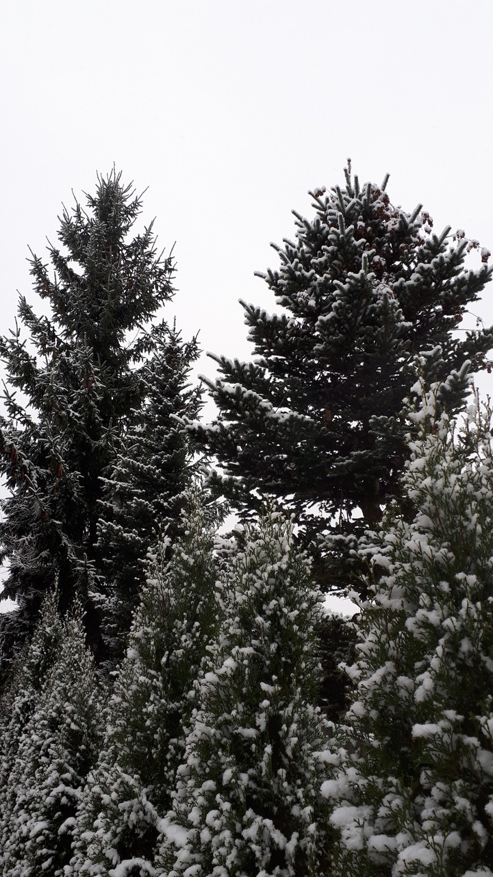 First snow. Latvia